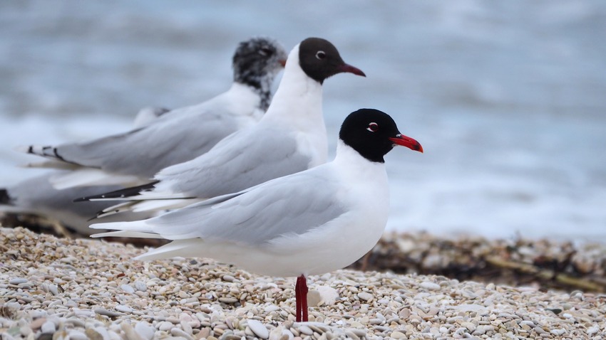 Gabbiano corallino (Larus melanocephalus)